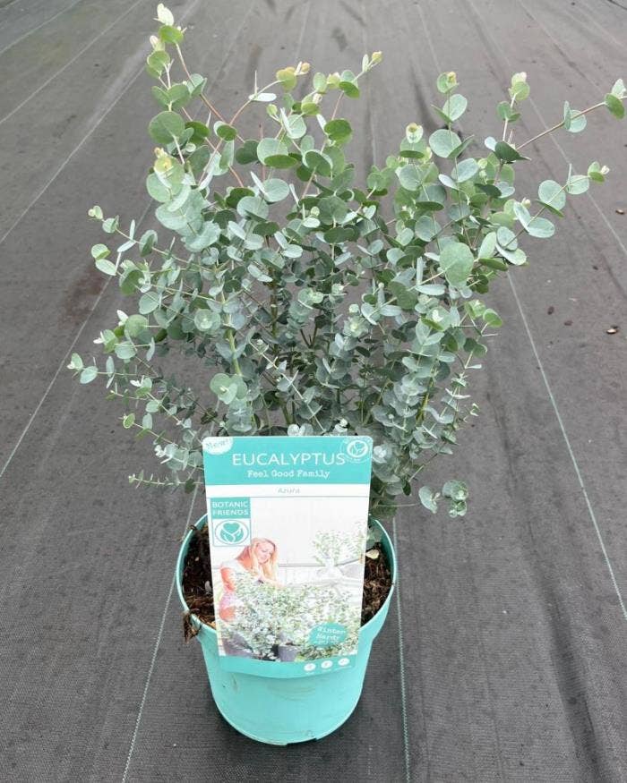 Eucalyptus gun. 'Azura'