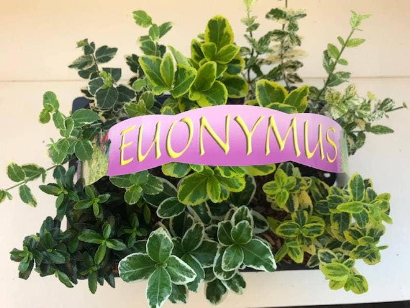 Euonymus 6-pack