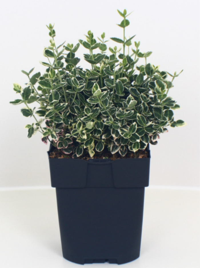 Euonymus for. 'Emerald Gaiety'