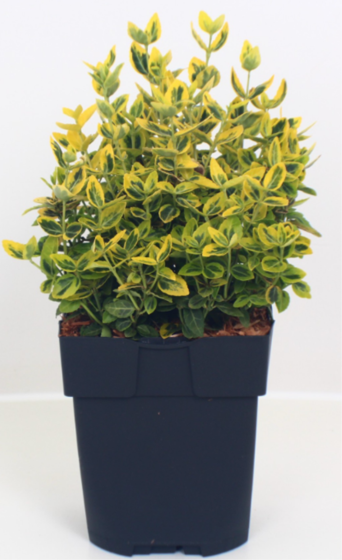 Euonymus for. 'Emerald Gold'