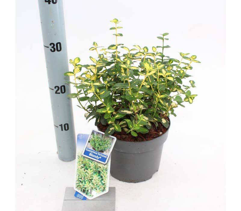 Euonymus fort. 'Blondy'