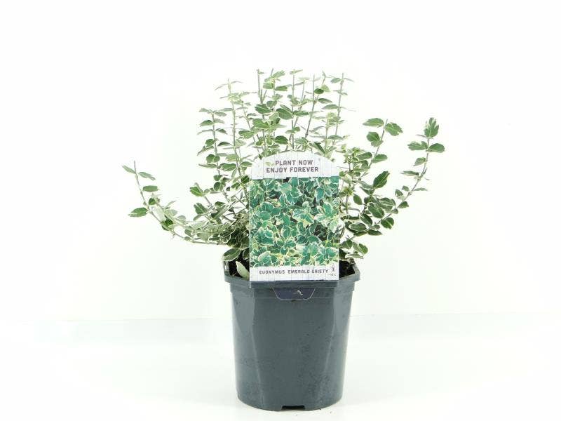 Euonymus fort. 'Emerald Gaiety'