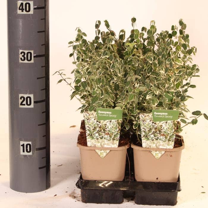 Euonymus fort. 'Emerald Gaiety'