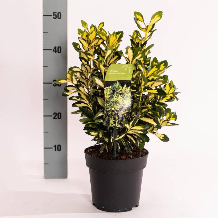 Euonymus jap. 'Gold Queen'