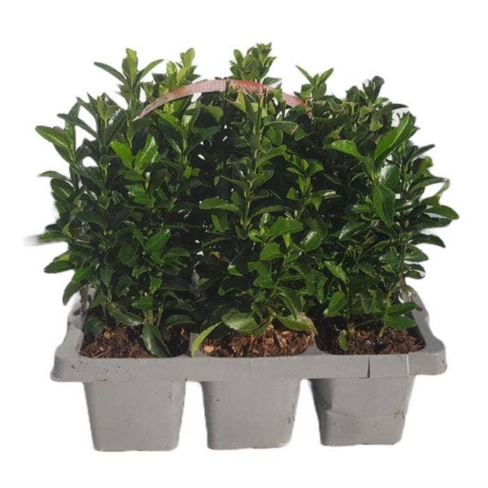 Euonymus jap. 'Green Spire' 6-pack
