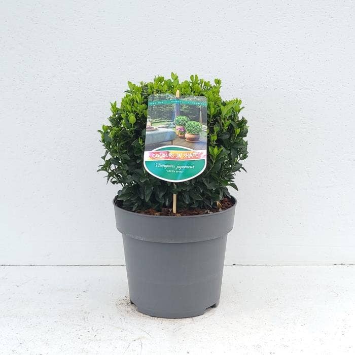 Euonymus jap. 'Green Spire' BALL 25-30cm