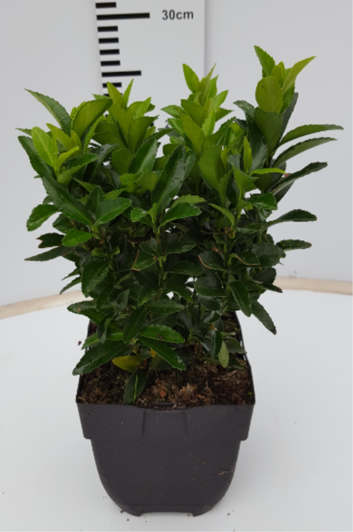 Euonymus jap. 'Green Spire'