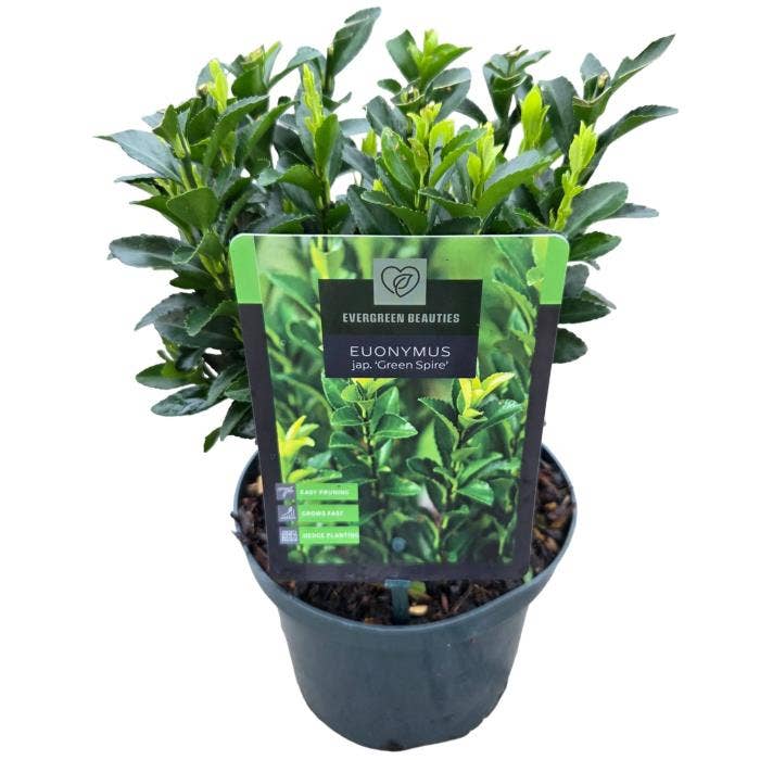Euonymus jap. 'Green Spire'