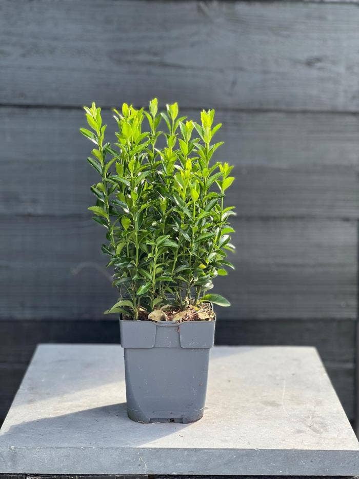 Euonymus jap. 'Green Spire'