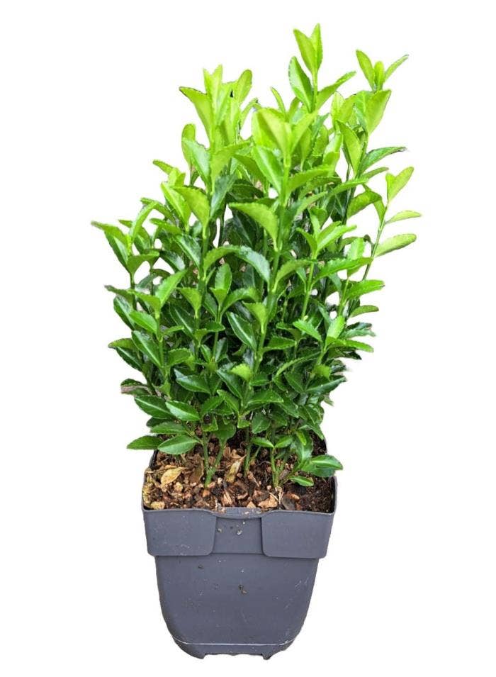 Euonymus jap. 'Green Spire'