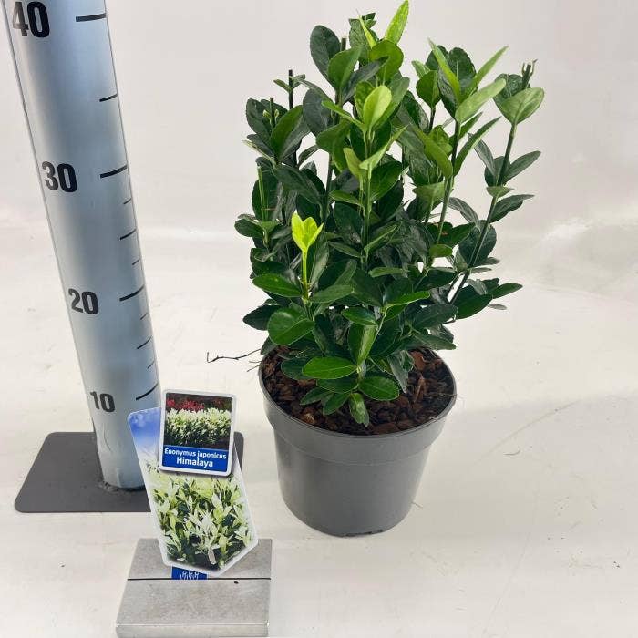 Euonymus jap. 'Himalaya' 