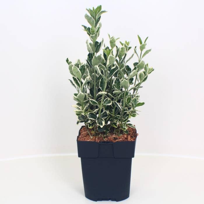 Euonymus jap. 'Kathy'