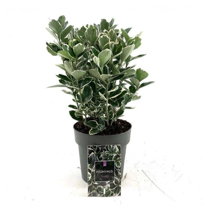 Euonymus jap. 'Kathy'