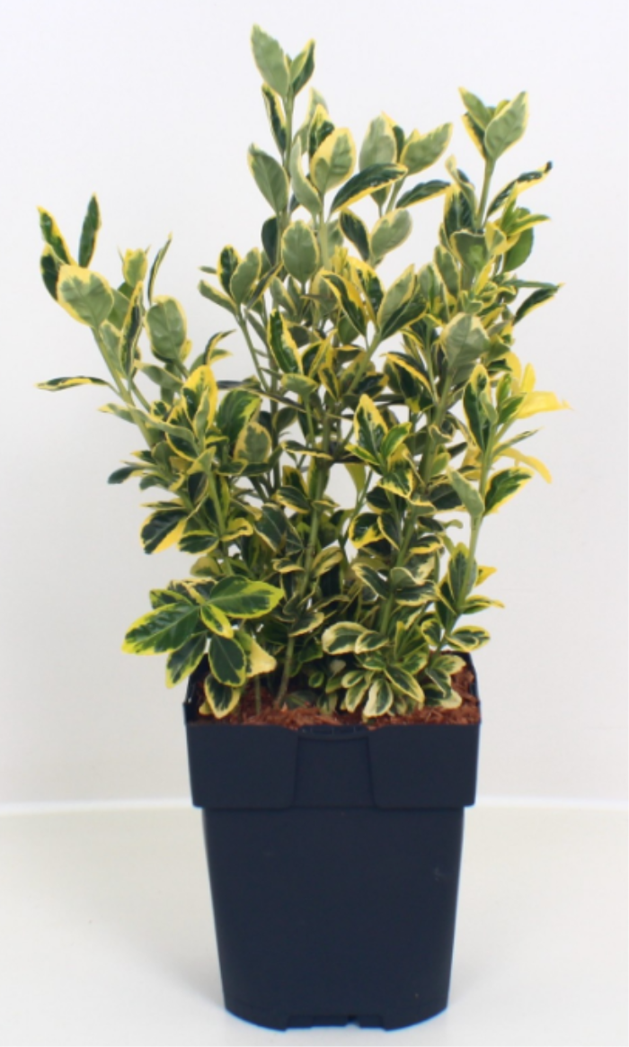 Euonymus jap. 'Marieke'