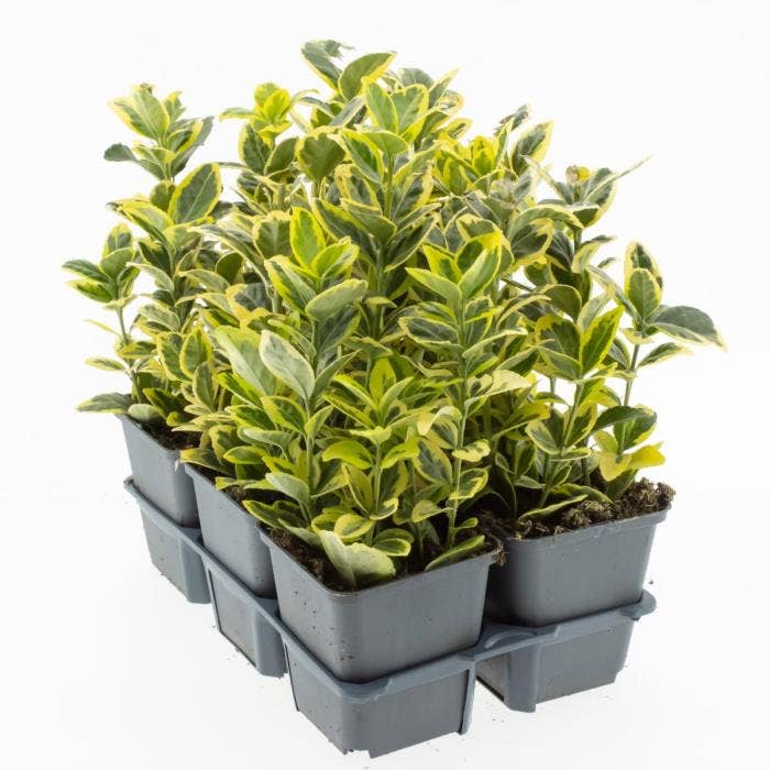 Euonymus jap. ‘Marieke’ 