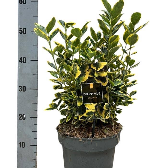 Euonymus jap. Marieke