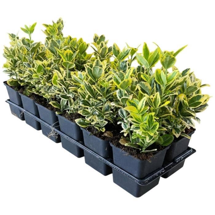 Euonymus jap. Marieke