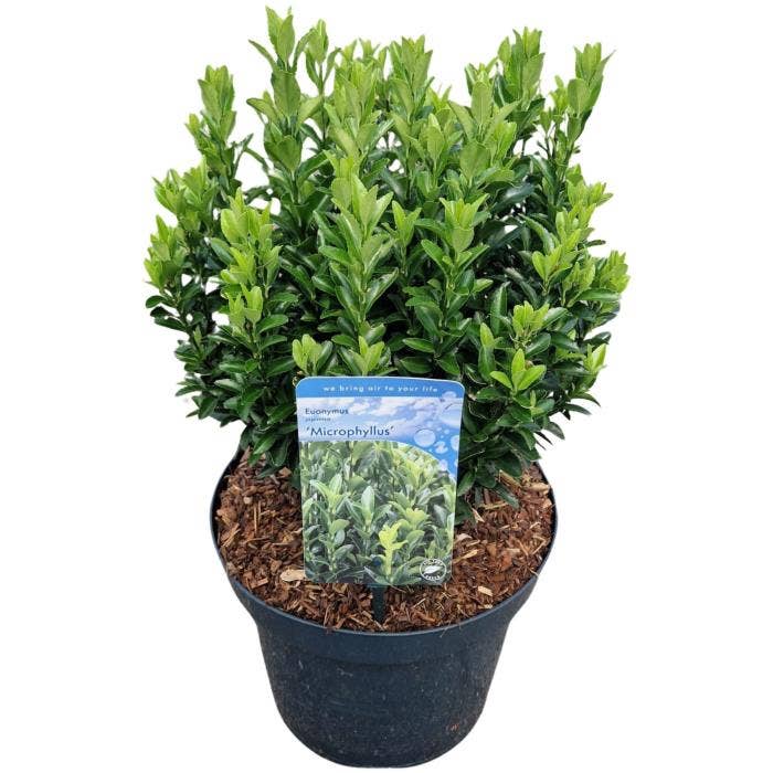 Euonymus jap. 'Microphyllus'