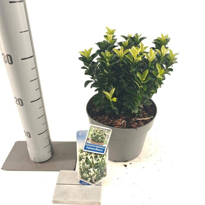Euonymus jap. 'Paloma Blanca'