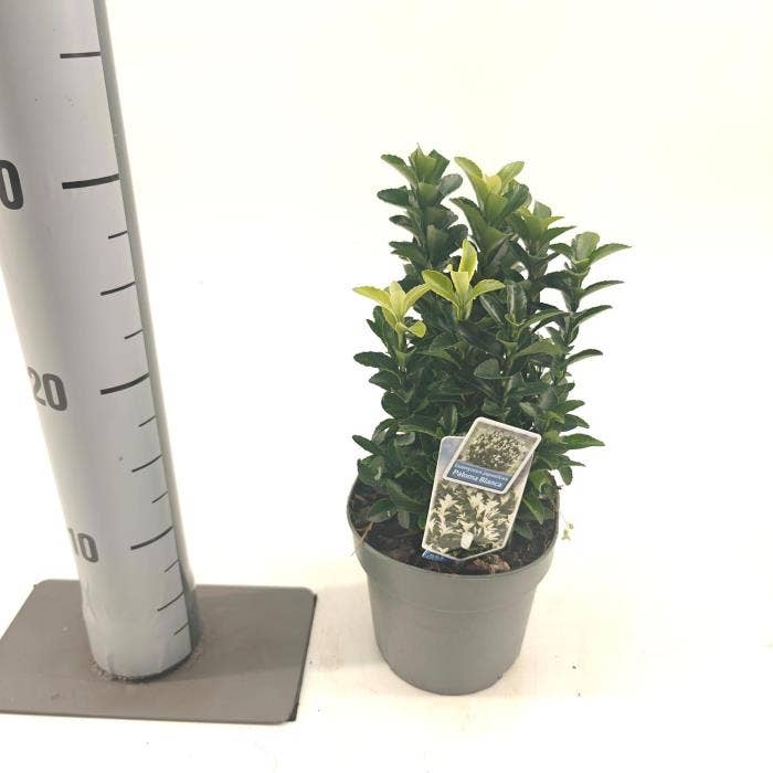 Euonymus jap. 'Paloma Blanca'