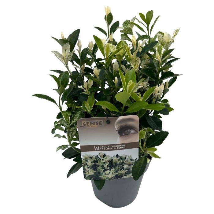 Euonymus jap. 'Pierrolino'