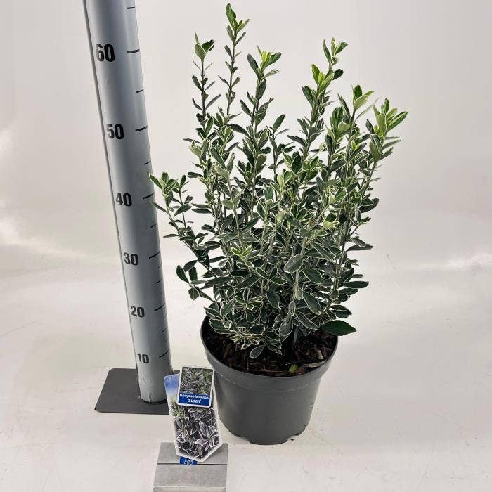 Euonymus jap. 'Susan'