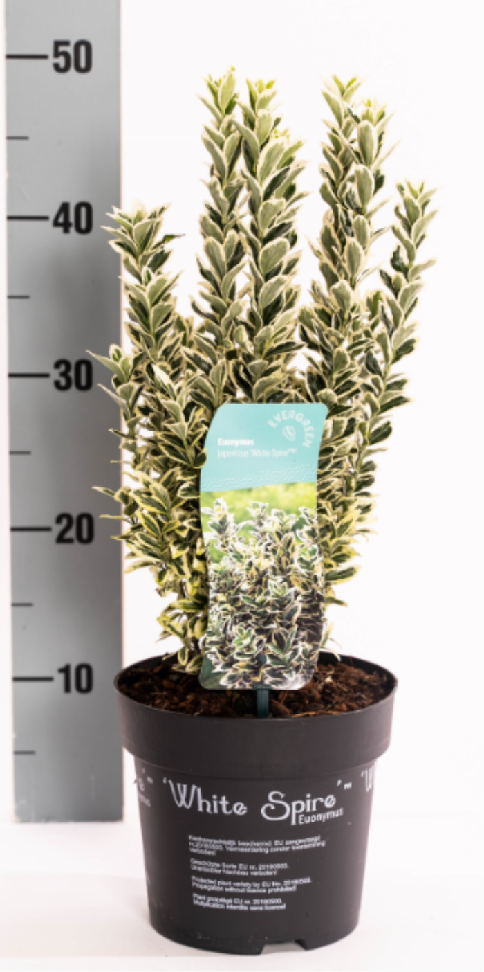 Euonymus jap. 'White Spire'