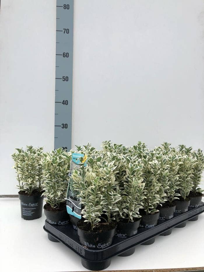 Euonymus jap. 'White spire'