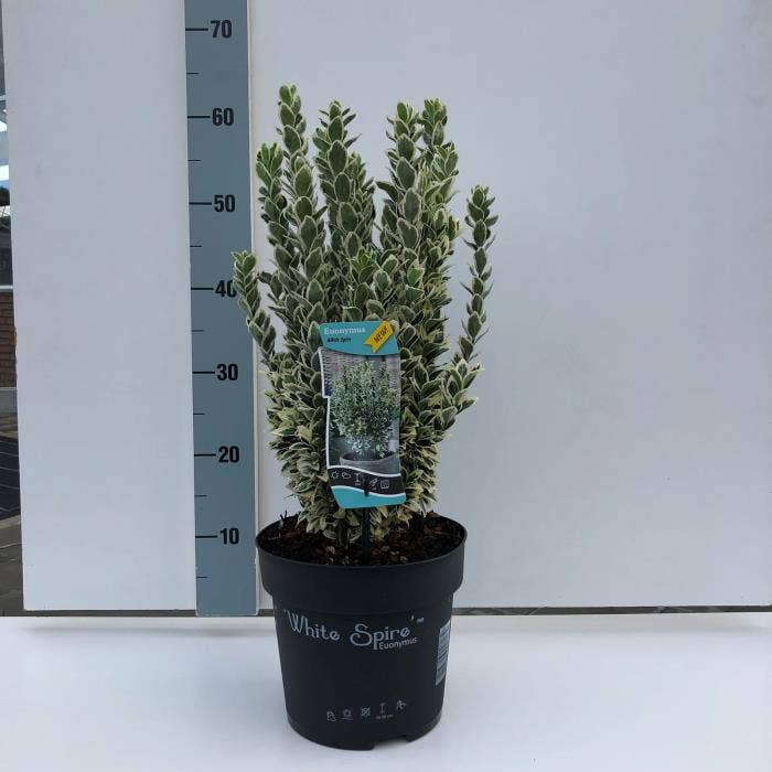 Euonymus jap. 'White spire'