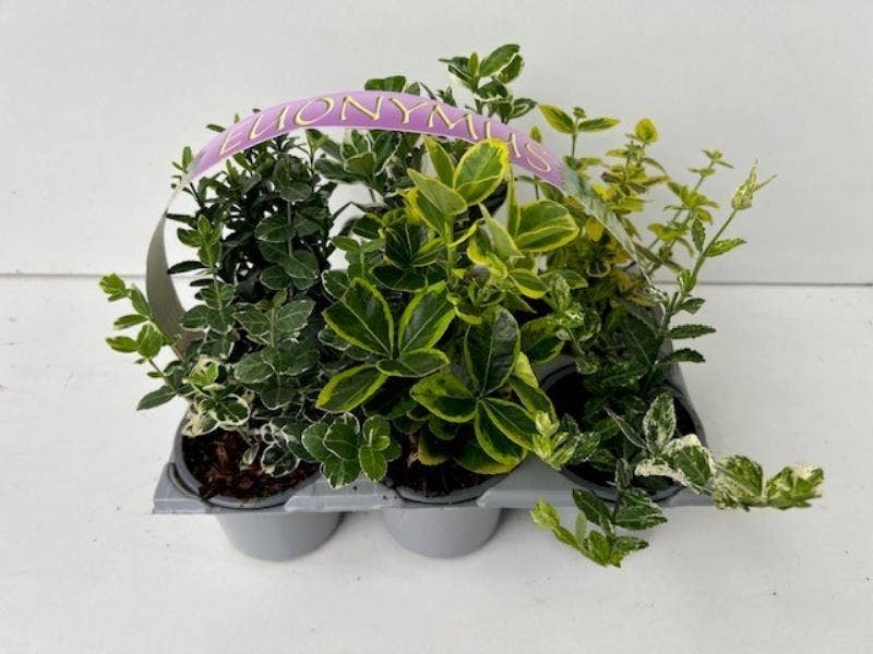 Euonymus japonicus 6-pack