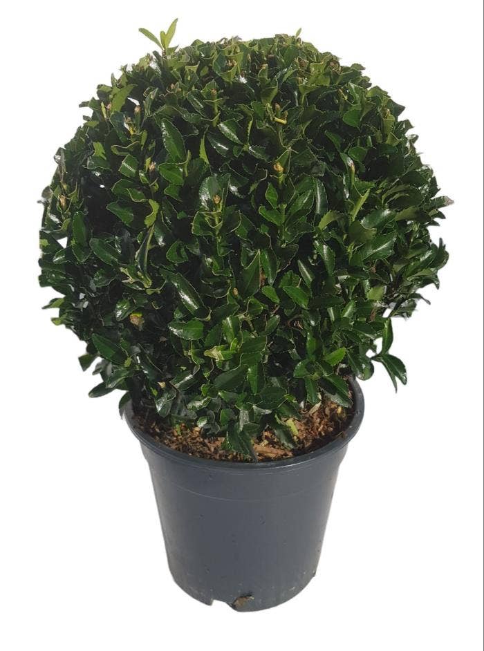 Euonymus japonicus 'Green Spire' ball