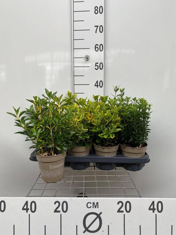 Euonymus japonicus mix tray