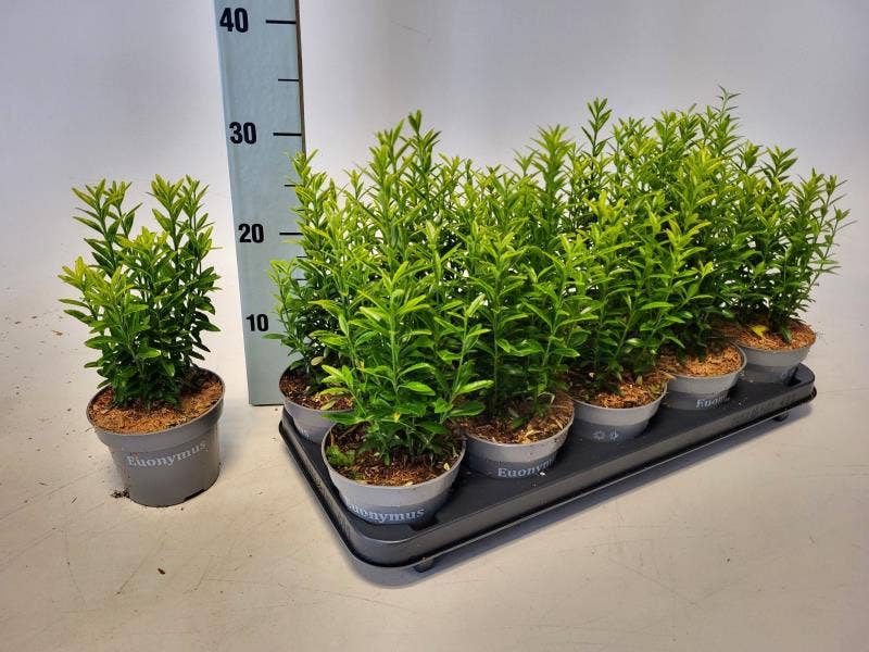 Euonymus japonicus