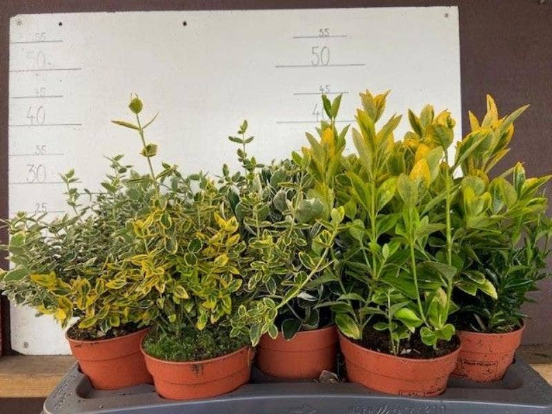 Euonymus japonicus 