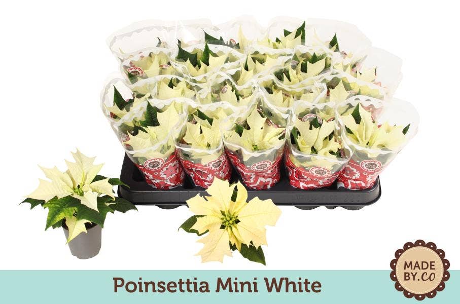 Euph. Poinsettia Mini Alaska White in Sleeve