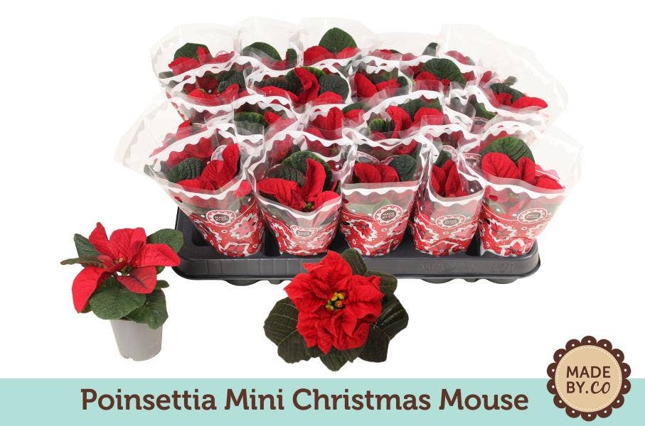 Euph. Poinsettia Mini Christmas Mouse in sleeve