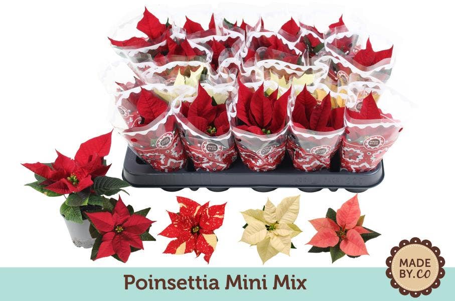 Euph. Poinsettia Mini Mix in Sleeve