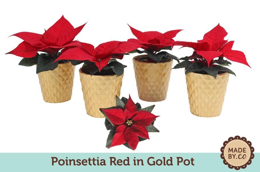 Euph. Poinsettia Mini Red in Gold pot