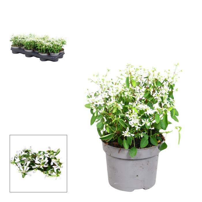 Euphorbia- 10,5 cm - white