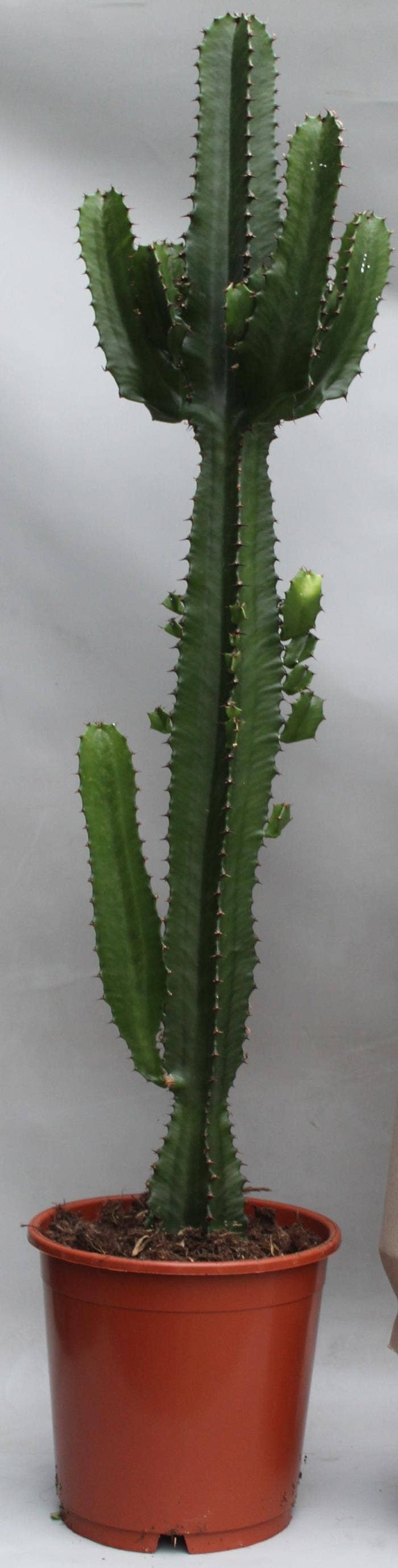 Euphorbia acrurensis