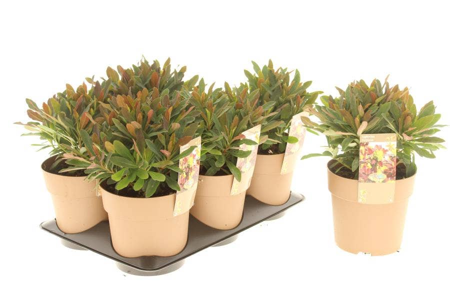 Euphorbia amy. 'Purpurea'