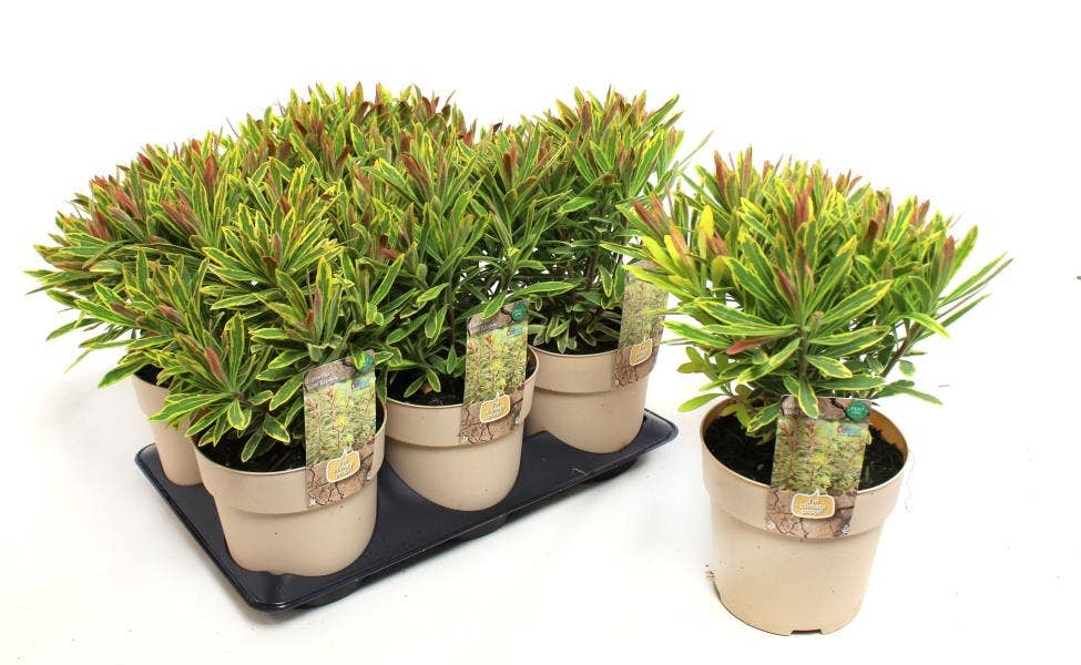 Euphorbia 'Ascot Rainbow' (Peat Free)