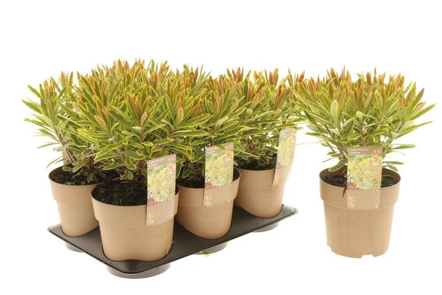 Euphorbia 'Ascot Rainbow'