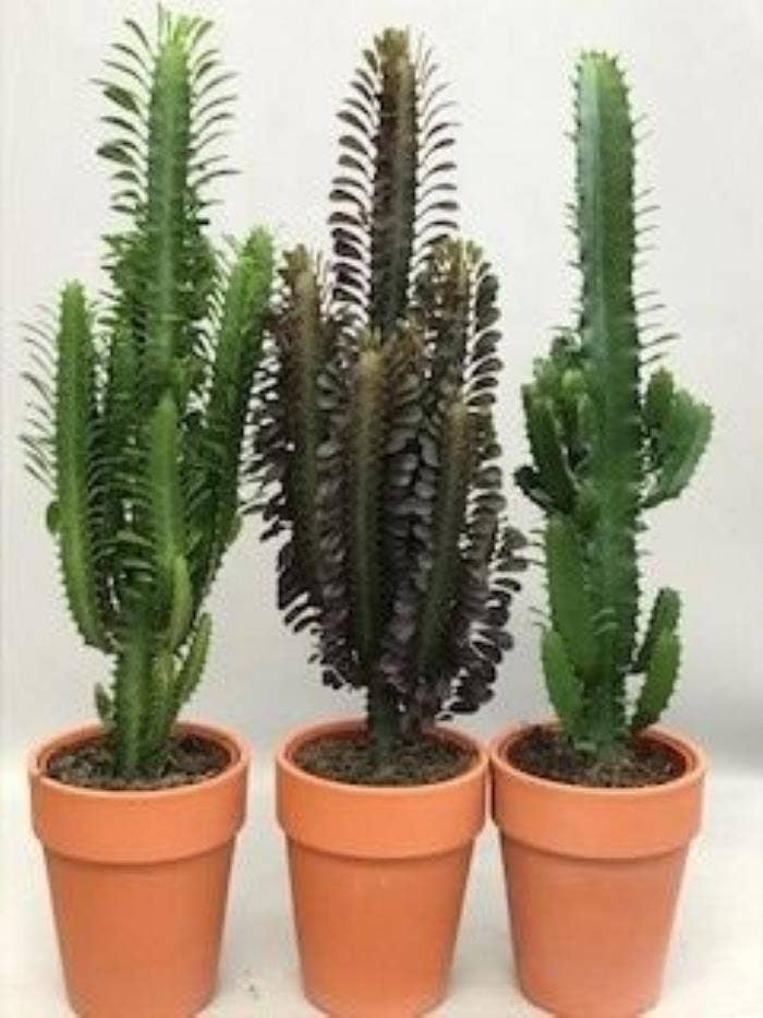 Euphorbia Desert in terracotta