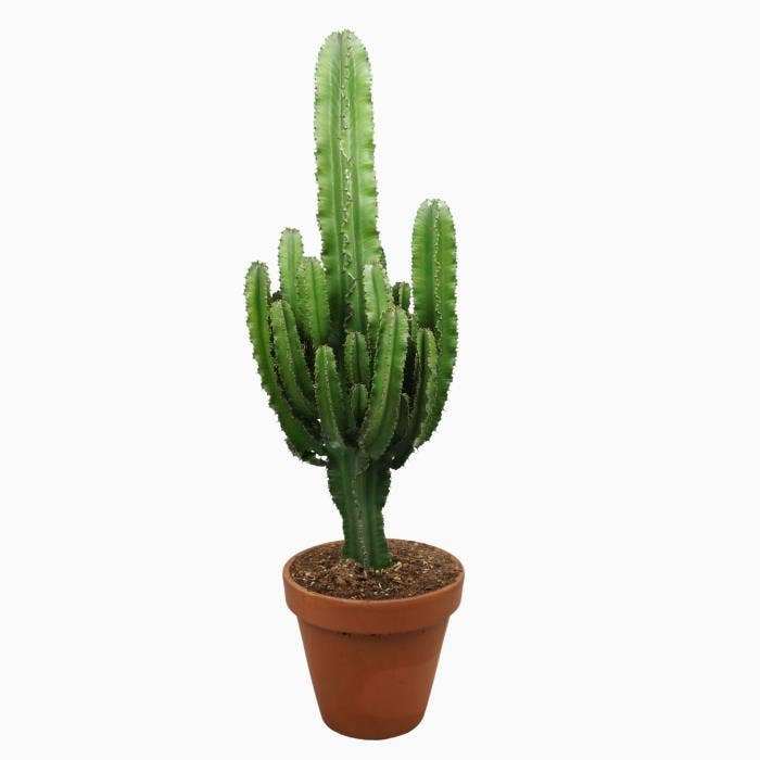Euphorbia eritrea in terracotta