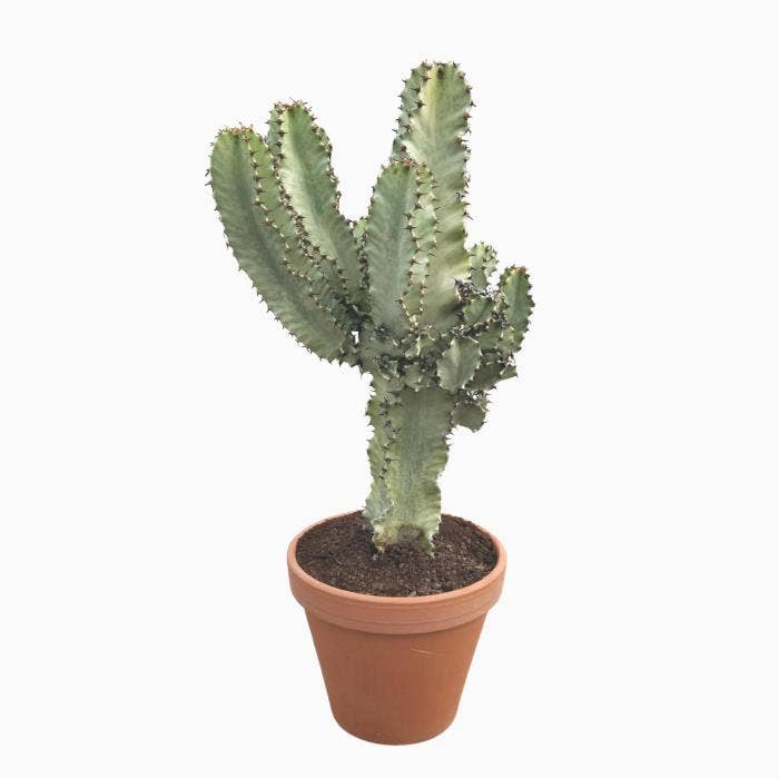 Euphorbia ing. Marmorata in terracotta