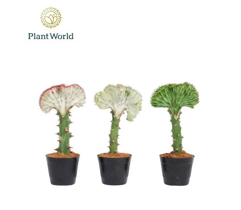 Euphorbia lactea Cristata