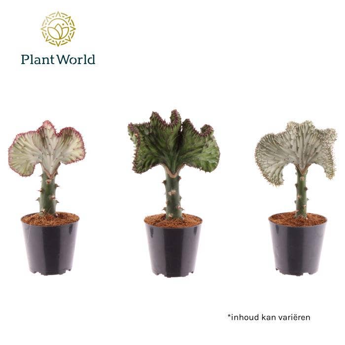 Euphorbia lactea Cristata