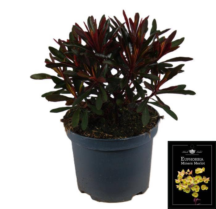 Euphorbia Miner's Merlot