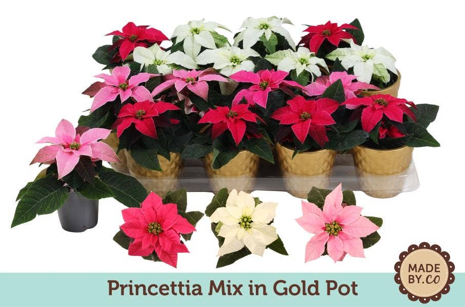 Euphorbia pul. Princettia in Gold pot
